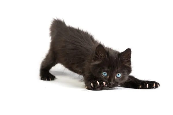 Frightened black kitten standing on a white background — Stock Photo, Image