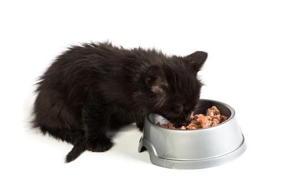 Pisoi negru care mănâncă hrană pentru pisici pe un fundal alb — Fotografie, imagine de stoc