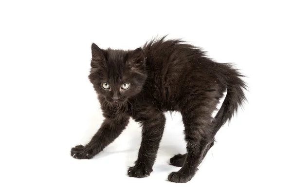 Frightened black kitten standing on a white background — Stock Photo, Image