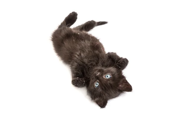 Beyaz zemin üzerinde sevimli siyah yavru kedi — Stok fotoğraf