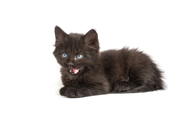 Cute black kitten on a white background — Stock Photo, Image