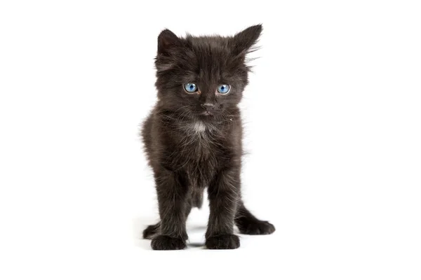 Cute black kitten on a white background — Stock Photo, Image