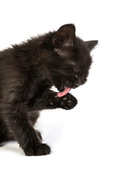 Søt, svart kattunge på hvit bakgrunn – stockfoto