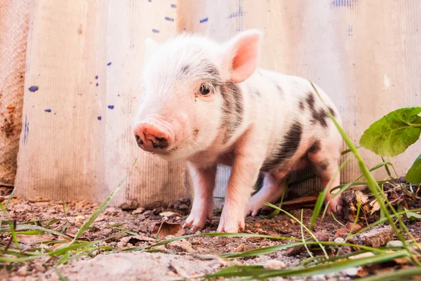 Close-up of a cute muddy piglet running around outdoors on the f — Stock Photo, Image