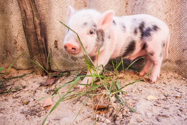 F 外を駆け回ってかわいい泥子豚のクローズ アップ — ストック写真