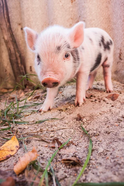 Sevimli bir çamurlu piglet açık havada f üzerinde çalışan bir close-up — Stok fotoğraf