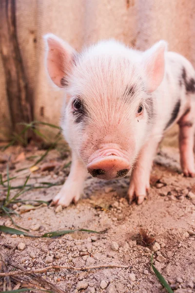 Primer plano de un lindo lechón fangoso corriendo al aire libre en la f — Foto de Stock