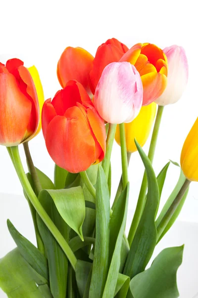 Bos van tulpen — Stockfoto