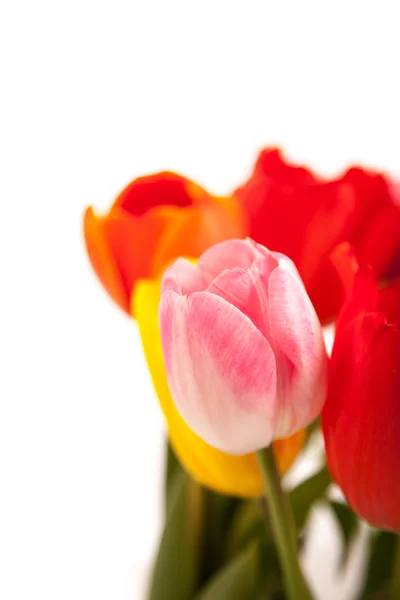 Bos van tulpen — Stockfoto