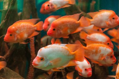 tropikal tatlı su akvaryumu