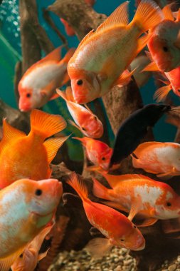 tropikal tatlı su akvaryumu