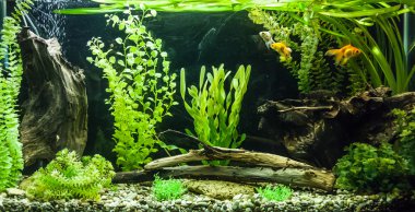 ttropical tatlı su Akvaryum balıkları ile