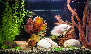 ttropical tatlı su Akvaryum balıkları ile