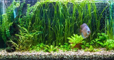 symphysodon discus spieces tropikal balık akvaryum