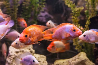 tropikal tatlı su akvaryumu