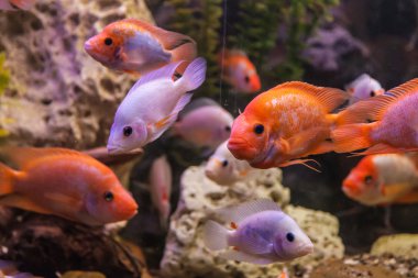 tropikal tatlı su akvaryumu