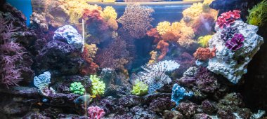 coral reef akvaryum tropikal balık