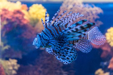 zehirli bir kırmızı lionfish Görünümü Kapat