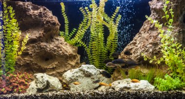 ttropical tatlı su Akvaryum balıkları ile