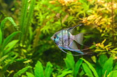 ttropical tatlı su Akvaryum balıkları ile