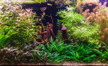 ttropical tatlı su Akvaryum balıkları ile