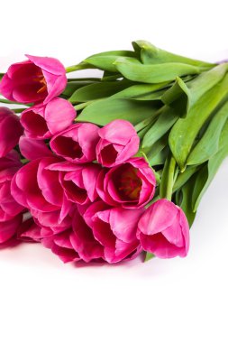 Lale üzerinde beyaz bir demet