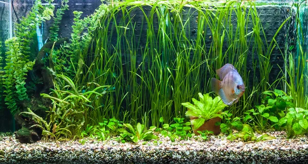 Akvarium med tropiska fiskar av symphysodon discus djurarter — Stockfoto