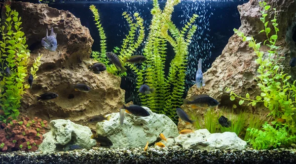 Ttropical freshwater aquarium with fishes — Stock Photo, Image