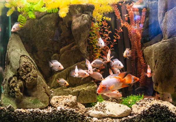 Ttropical freshwater aquarium with fishes — Stock Photo, Image