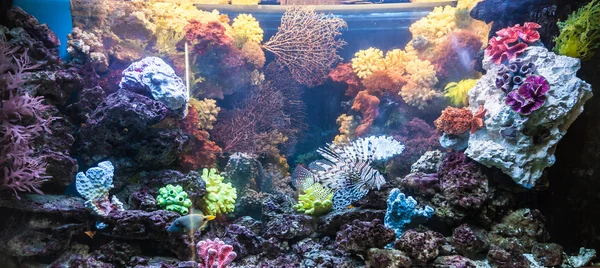 Aquarium tropical fish on a coral reef — Stock Photo, Image