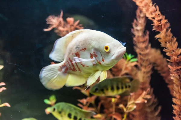 Тропічний прісноводний акваріум з рибами — стокове фото