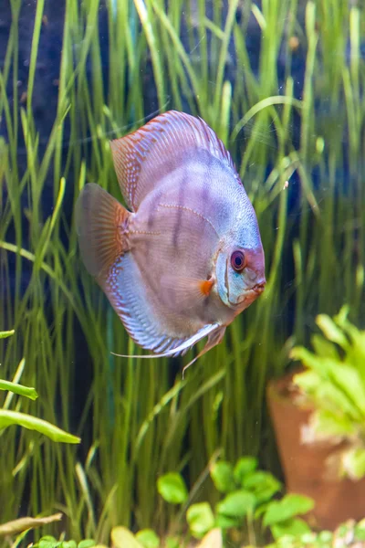 Acuario tropical de agua dulce con peces —  Fotos de Stock