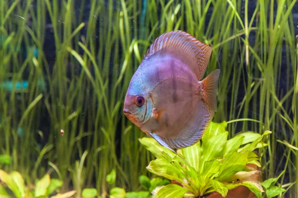 Ttropical freshwater aquarium with fishes — Stock Photo, Image