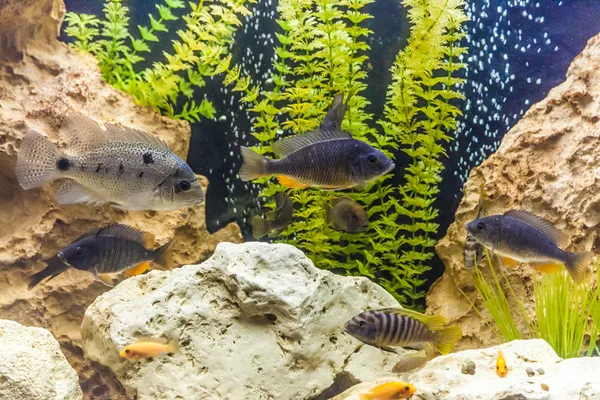 Aquarium d'eau douce tropicale avec poissons — Photo