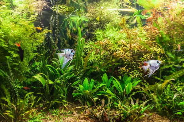 Sötvatten akvarium med fisk pterophyllum scalare — Stockfoto