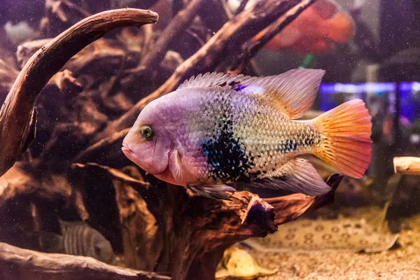 Ttropical sötvatten akvarium med fiskar — Stockfoto