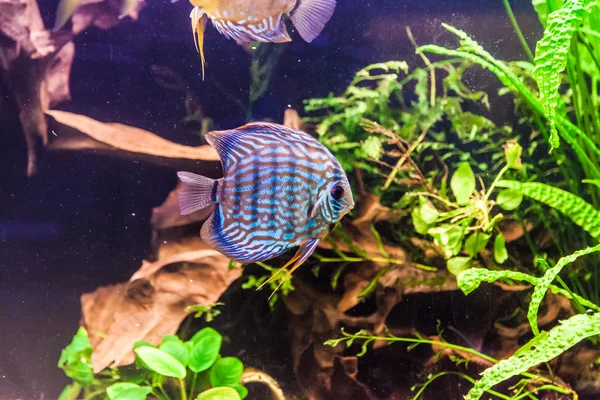 Aquário com peixes tropicais dos pedaços de disco Symphysodon — Fotografia de Stock