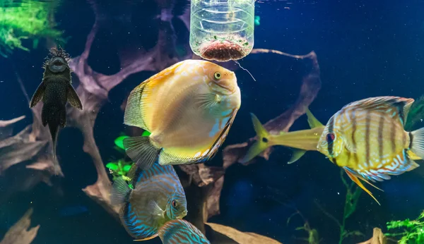 Aquário com peixes tropicais dos pedaços de disco Symphysodon — Fotografia de Stock