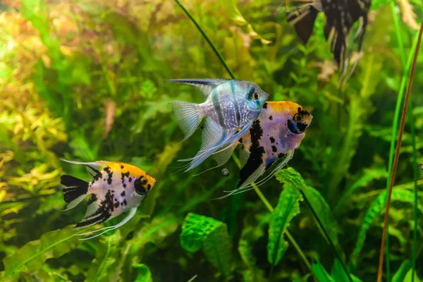 Ttropical zoetwateraquarium met vissen — Stockfoto