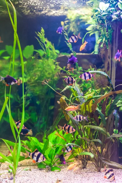 Ttropical sötvatten akvarium med fiskar — Stockfoto