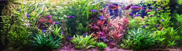 Тропічний прісноводний акваріум з рибами — стокове фото
