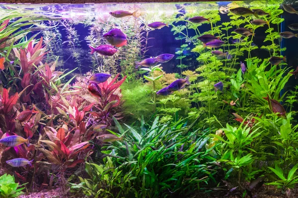 Ttropical sötvatten akvarium med fiskar — Stockfoto