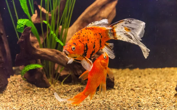 Acuario tropical de agua dulce con peces dorados —  Fotos de Stock