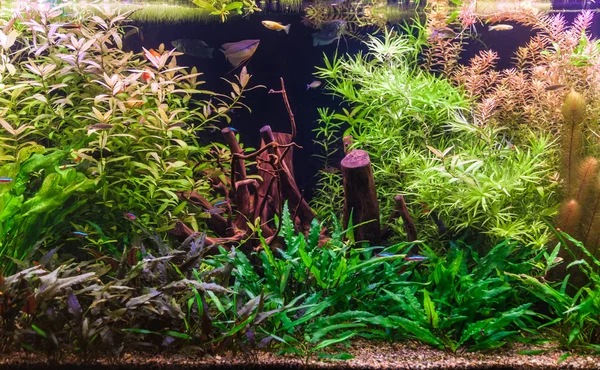 Aquarium d'eau douce tropicale avec poissons — Photo