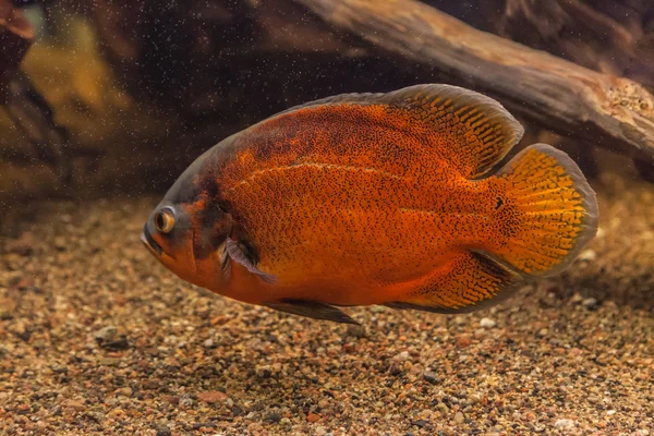 Banc de poissons piranha dans un aquarium — Photo