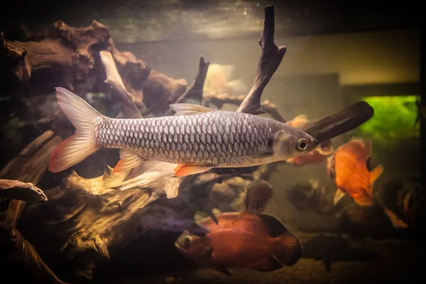 El banco de los peces piraña en el acuario —  Fotos de Stock