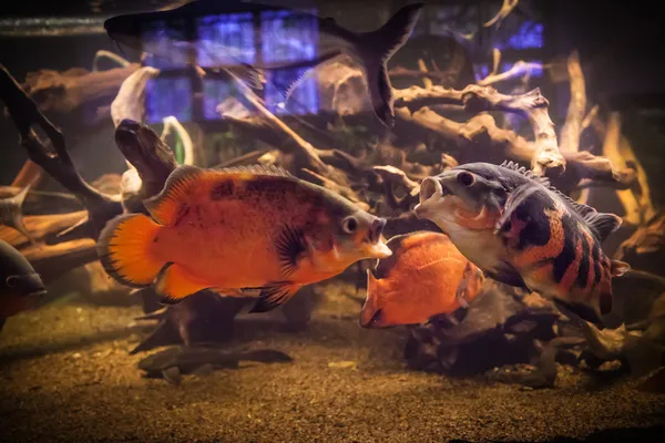 Schwarm von Piranha-Fischen im Aquarium — Stockfoto