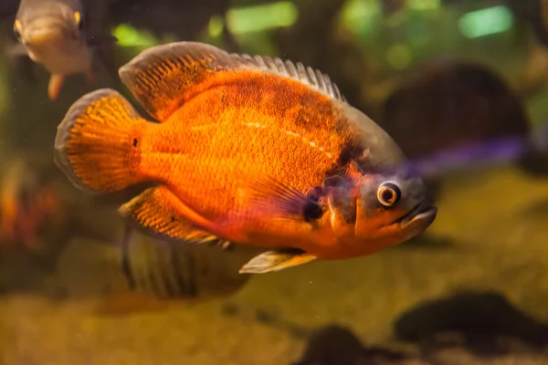 食人鱼鱼在水族馆中的暗沙 — 图库照片