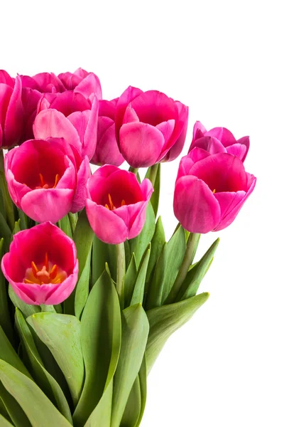 Bos van tulpen op een wit — Stockfoto