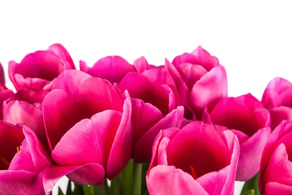 Bando de tulipas em um branco — Fotografia de Stock